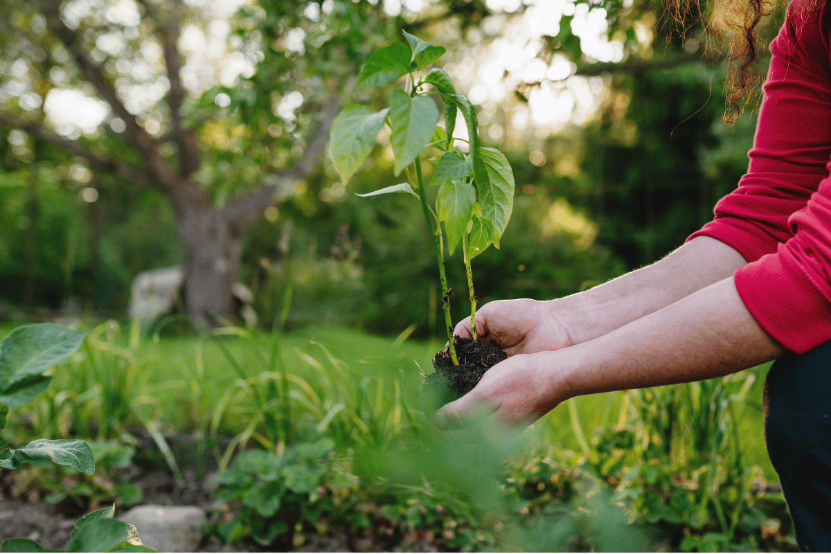 Garden with native plant