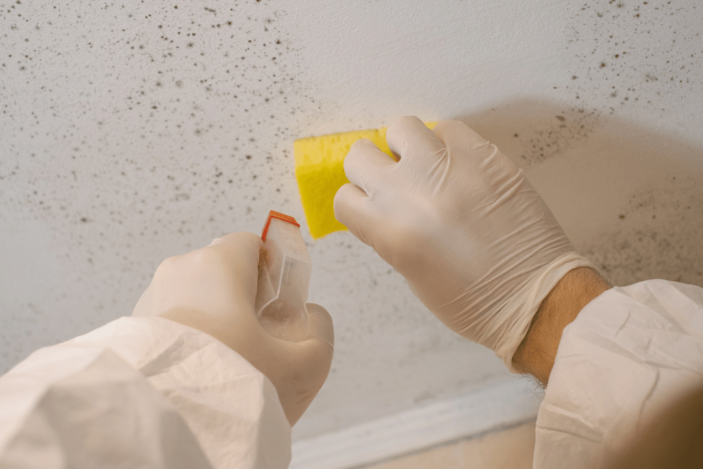 cleaning mold painted wall